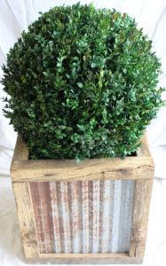 15 inch   Boxwood Globe Topiary